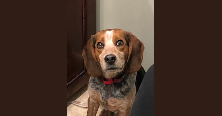 Embark Dog Dna Test Breed