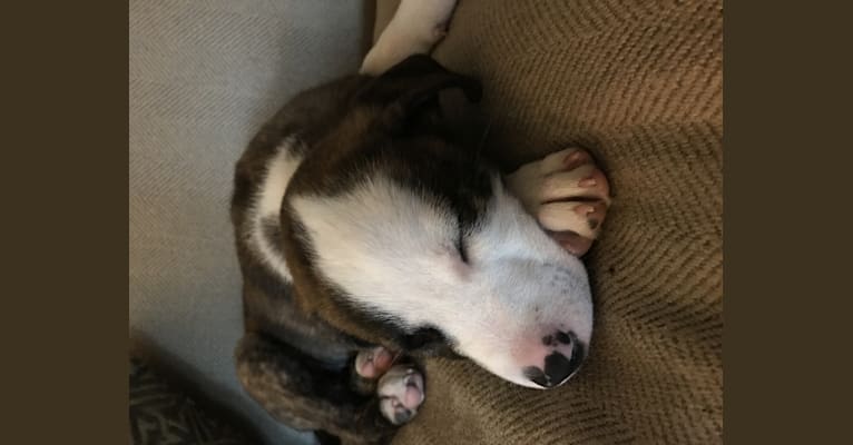 Vixen, a Labrador Retriever and Staffordshire Terrier mix tested with EmbarkVet.com