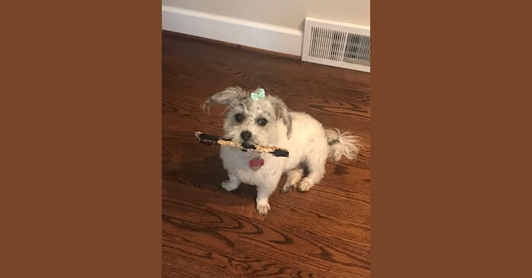 Photo of Maggie, a Poodle (Small), Chihuahua, Pug, and Mixed mix in Ferndale, Michigan, USA