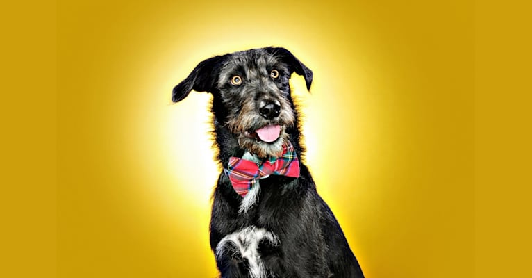 Wally, an Australian Cattle Dog and Labrador Retriever mix tested with EmbarkVet.com