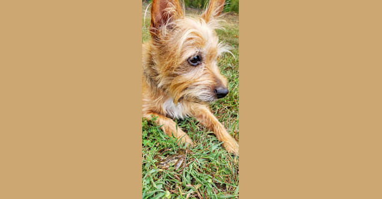 Photo of Josie, a Yorkshire Terrier and Russell-type Terrier mix in Mt Vernon, IL, USA