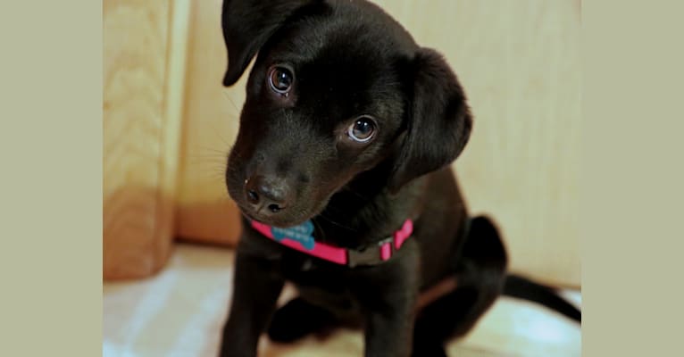 Cash, a Labrador Retriever and German Shepherd Dog mix tested with EmbarkVet.com