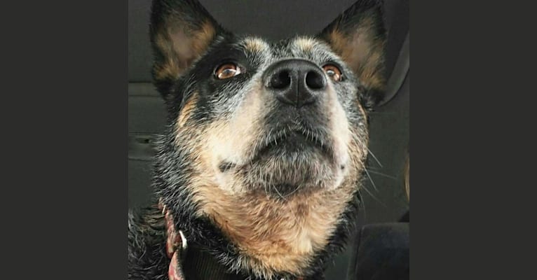 Gypsy, an Australian Cattle Dog tested with EmbarkVet.com