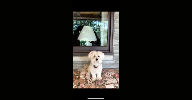 Bastien, a Havanese tested with EmbarkVet.com