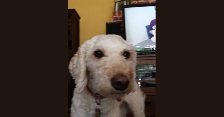 Photo of Ginger, a Goldendoodle  in Neosho, MO, USA