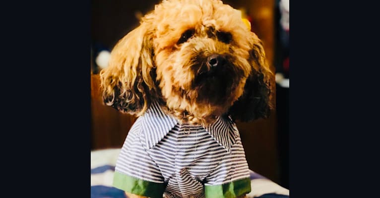 Teddy, a Poodle (Small) tested with EmbarkVet.com