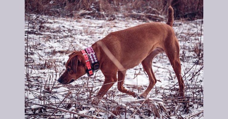 Willow, a Mountain Cur tested with EmbarkVet.com