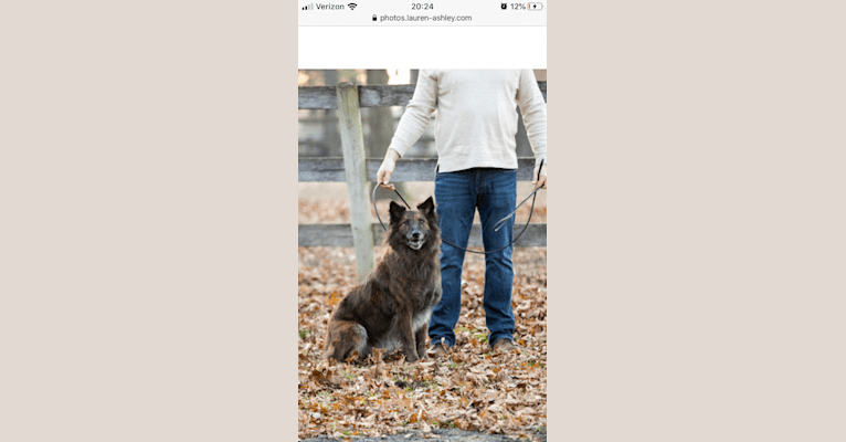Bear, a German Shepherd Dog and Australian Cattle Dog mix tested with EmbarkVet.com