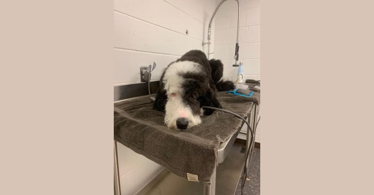 Photo of Steinway Grand, a Sheepadoodle  in Fresno, OH, USA