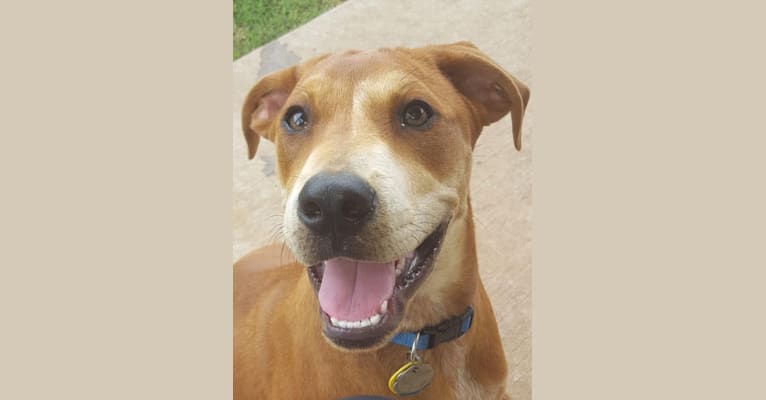 Photo of Cooper, an American Pit Bull Terrier, Boxer, Golden Retriever, and Rottweiler mix in Broken Arrow, Oklahoma, USA