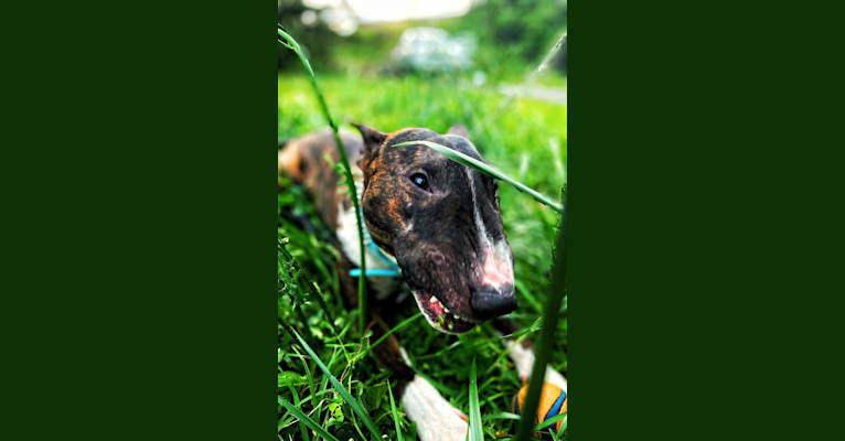 Photo of Serendipity, a Bull Terrier 