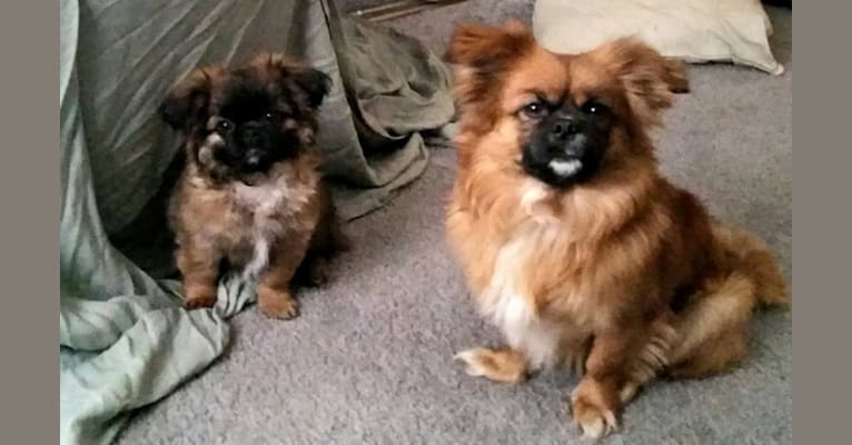 Embark Dog DNA Test Breed