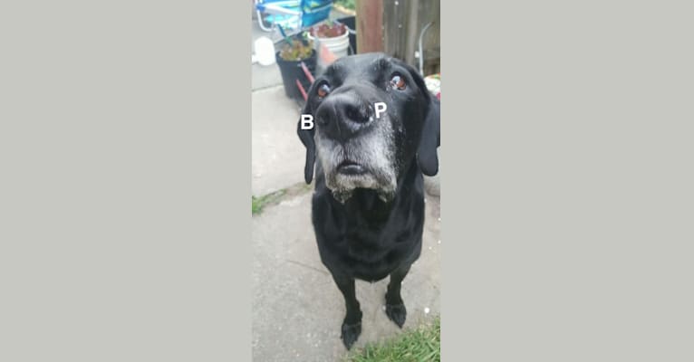 Barkley Humphrey Racine, a Bluetick Coonhound and Labrador Retriever mix tested with EmbarkVet.com