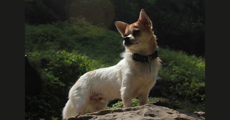 Hank Jr., a Chihuahua and Pekingese mix tested with EmbarkVet.com