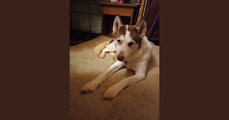 Kyah, a Siberian Husky tested with EmbarkVet.com