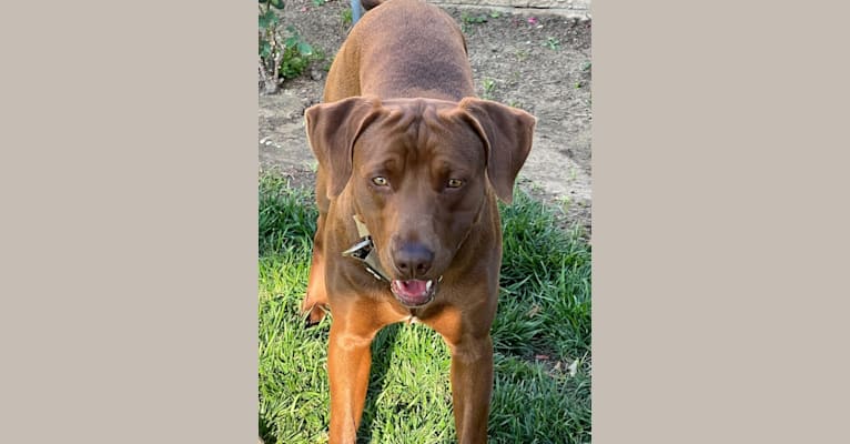Kingston, a Weimaraner and Labrador Retriever mix tested with EmbarkVet.com