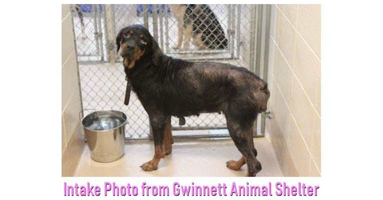 Agnes, a Rottweiler tested with EmbarkVet.com