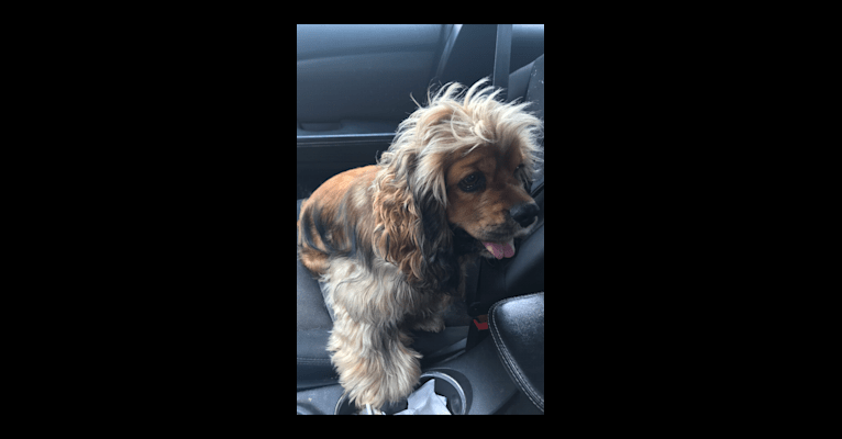 Zoey, a Cocker Spaniel tested with EmbarkVet.com