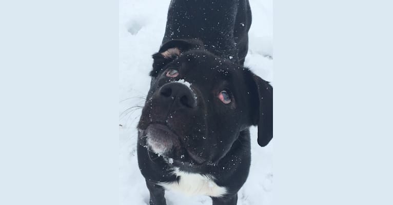 Photo of Fredo, an American Pit Bull Terrier and English Springer Spaniel mix in Wilmington, Delaware, USA