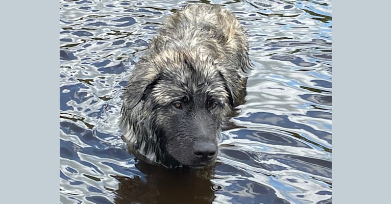 Kron, an Alaskan Malamute and German Shepherd Dog mix tested with EmbarkVet.com