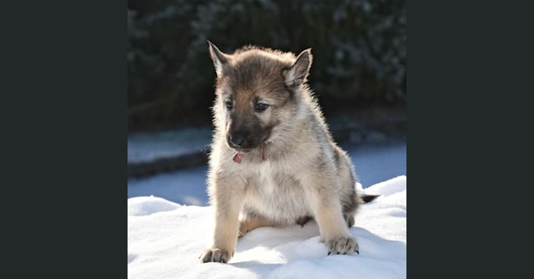 Marlo, a Siberian Husky and Belgian Sheepdog mix tested with EmbarkVet.com