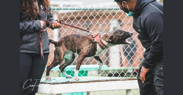 Serendipity, a Bull Terrier tested with EmbarkVet.com