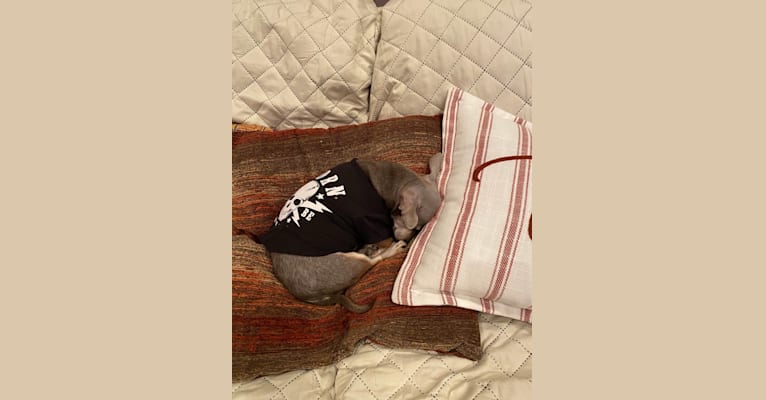 Photo of Bennie, a Chihuahua, Miniature Pinscher, Dachshund, and Mixed mix in Houston, Texas, USA