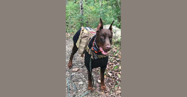 Photo of Hans, a Doberman Pinscher  in Shelby, OH, USA