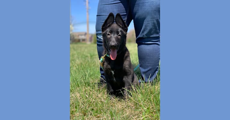 Kara, a German Shepherd Dog tested with EmbarkVet.com