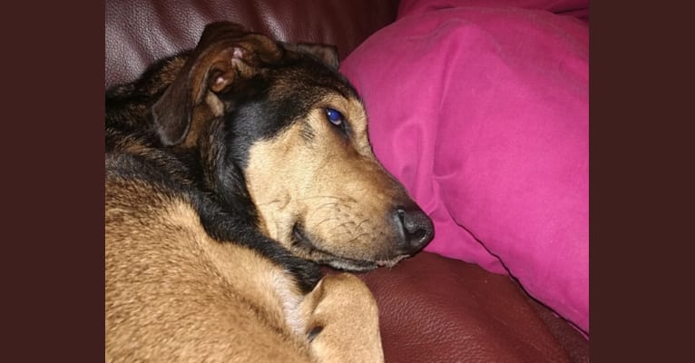 Grace, a Bluetick Coonhound and Labrador Retriever mix tested with EmbarkVet.com