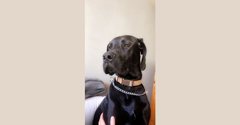 Calvin, a Great Dane and Saint Bernard mix tested with EmbarkVet.com