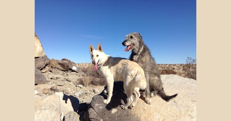 Dusty, a German Shepherd Dog and Akita mix tested with EmbarkVet.com