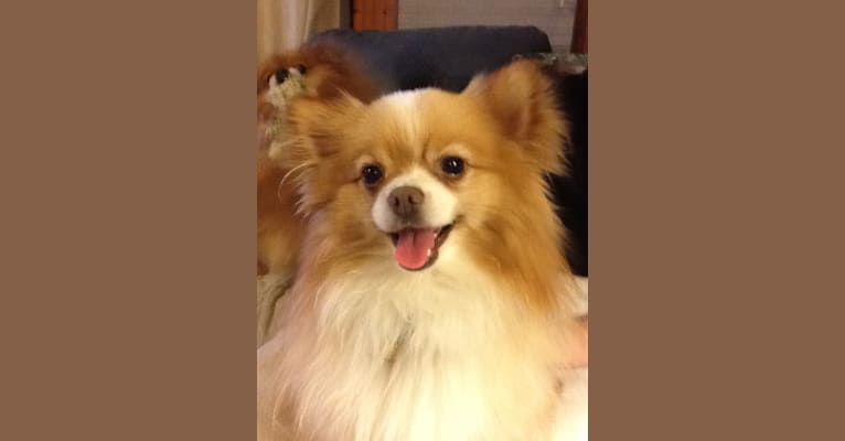 Peanut, a Pomeranian and Japanese Chin mix tested with EmbarkVet.com