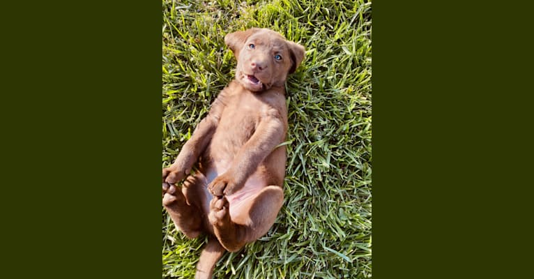 Sofia, a Labrador Retriever tested with EmbarkVet.com