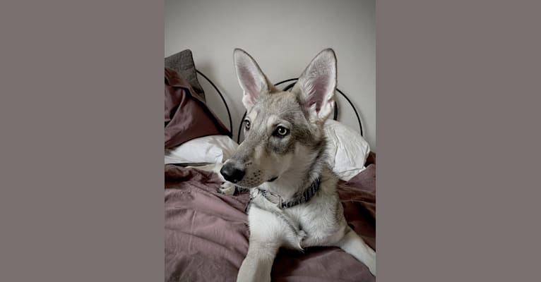 Nimue Qabrielle, a Saarloos Wolfdog tested with EmbarkVet.com