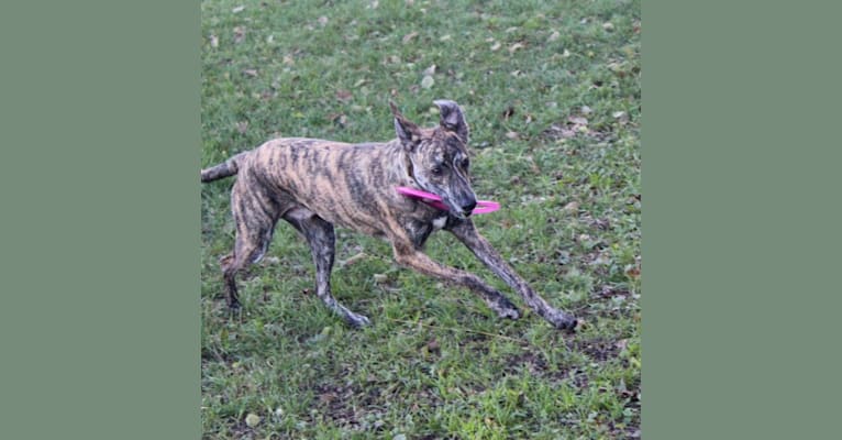Mountain cur greyhound mix discount