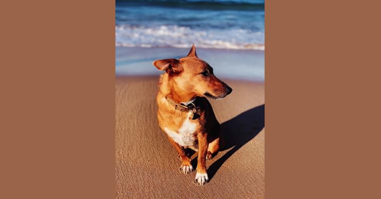 Pepper, a Russell-type Terrier and Australian Cattle Dog mix tested with EmbarkVet.com