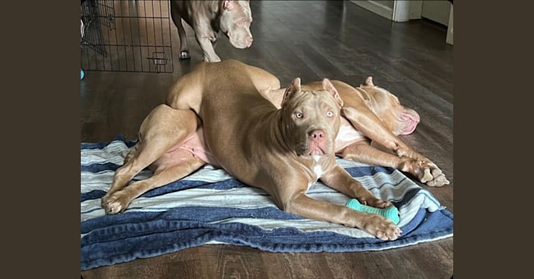 Teally, an American Bully tested with EmbarkVet.com