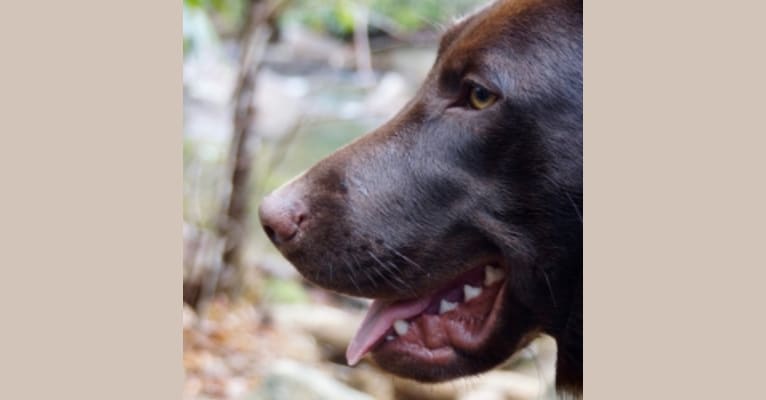 Stark, a Labrador Retriever tested with EmbarkVet.com