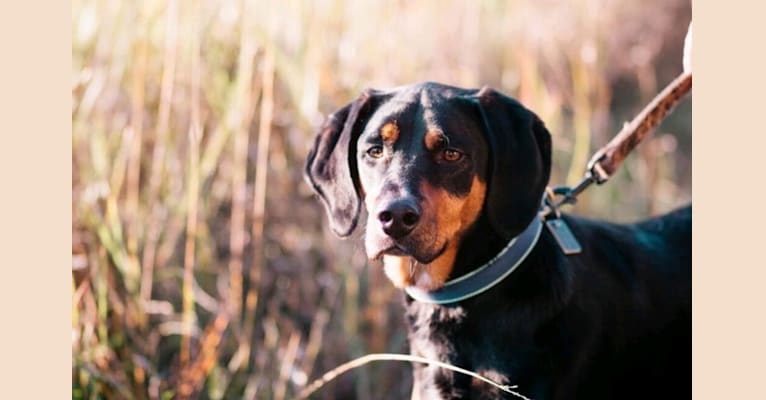 Rudy, an American English Coonhound and Black and Tan Coonhound mix tested with EmbarkVet.com