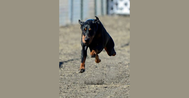 CASTLE, a Doberman Pinscher tested with EmbarkVet.com