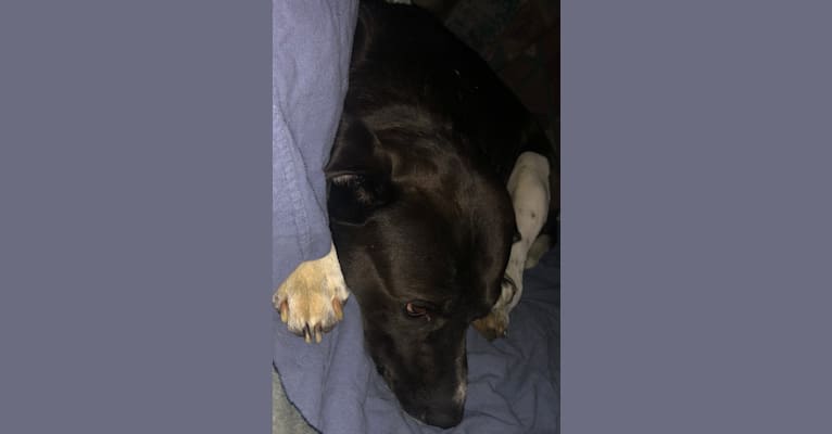 Volibear, an American Pit Bull Terrier and Labrador Retriever mix tested with EmbarkVet.com