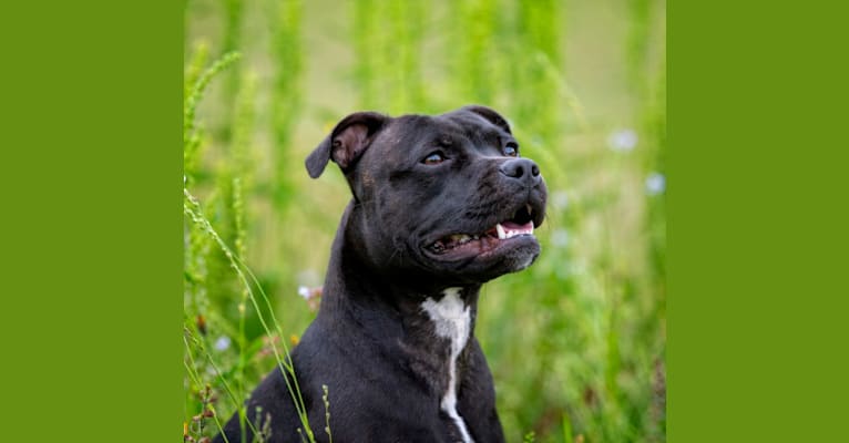 Shark (Irresistibull's Storm Surfer), a Staffordshire Bull Terrier tested with EmbarkVet.com