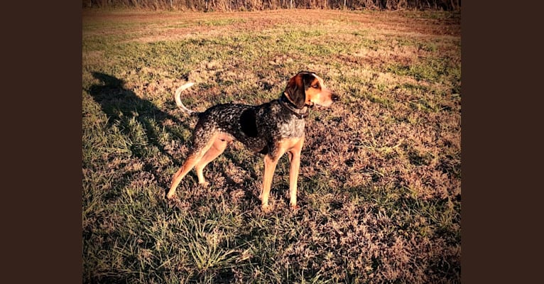 Louie, an American English Coonhound tested with EmbarkVet.com
