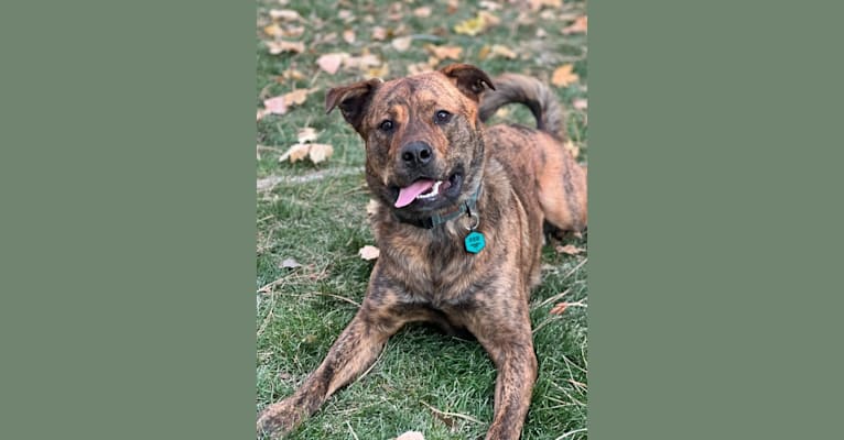Denver, a Rottweiler and Alaskan Malamute mix tested with EmbarkVet.com
