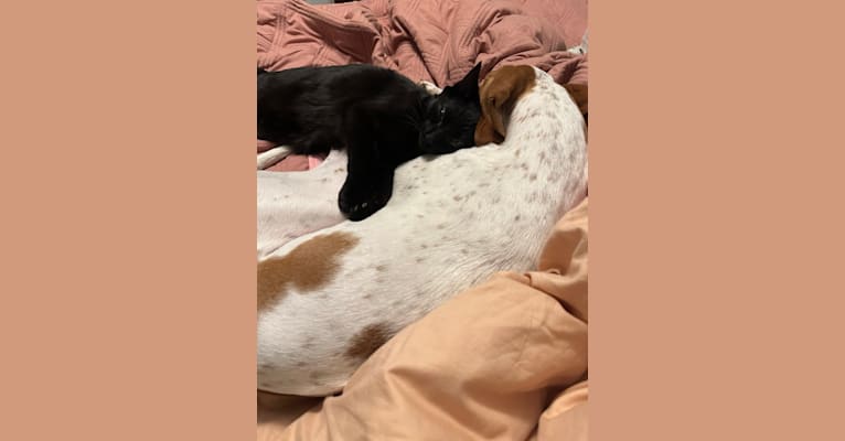 Texie, a Pointer and Llewellin Setter mix tested with EmbarkVet.com