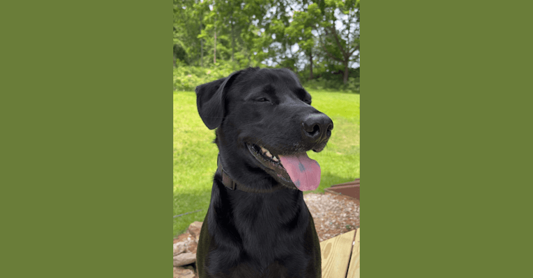 Bode, a Labrador Retriever and American Pit Bull Terrier mix tested with EmbarkVet.com