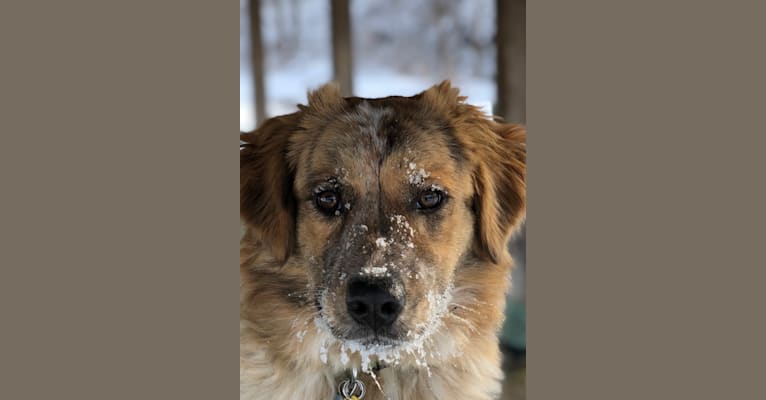 Photo of Myles Bolt, a Great Pyrenees, American Pit Bull Terrier, Chow Chow, and Australian Cattle Dog mix in Alabama, USA
