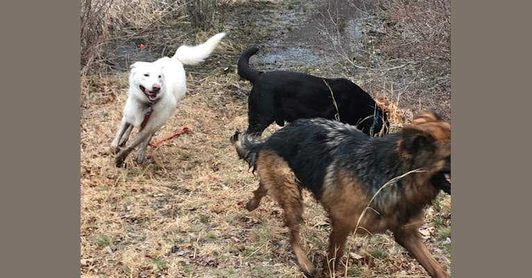 Photo of Lucca, a German Shepherd Dog, Siberian Husky, and Labrador Retriever mix