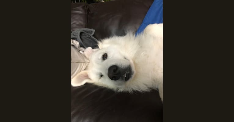Looney “Chik’in Mini Bandit” Bear, a Great Pyrenees tested with EmbarkVet.com